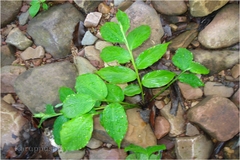 Globba bulbifera